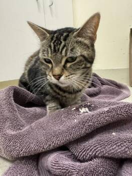 SASSAFRASS -  Domestic Medium Hair Cat for Adoption in Fremont, California - SASSAFRASS | PetCurious