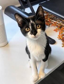 Blaze -  Domestic Short Hair Cat for Adoption in Philadelphia, Pennsylvania - Blaze | PetCurious
