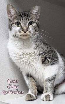Domestic Short Hair Cats Available for Adoption in Mason, Michigan - Char Char Gothaken | PetCurious