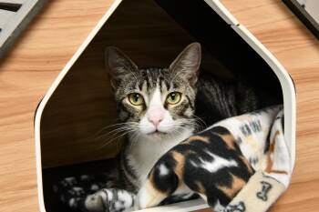 Stack -  Domestic Short Hair Cat Available for Adoption in Fairhope, Alabama - Stack | PetCurious