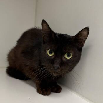 Domestic Short Hair Cats Available for Adoption in Hawthorne, California - Suede | PetCurious