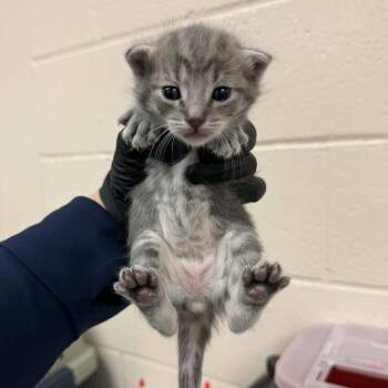 Bashful -  Domestic Short Hair Cat for Adoption in Reno, Nevada - Bashful | PetCurious