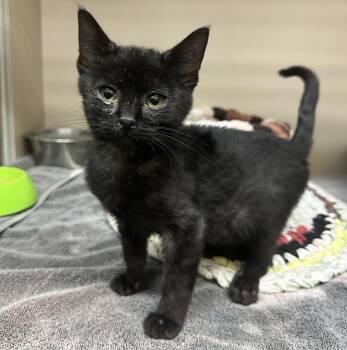 Kuro / 61834057 -  Domestic Short Hair Cat for Adoption in Elko, Nevada - Kuro / 61834057 | PetCurious