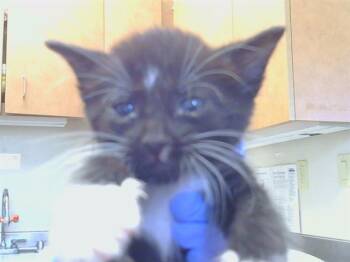 A926549 -  Domestic Short Hair Cat for Adoption in Sacramento, California - A926549 | PetCurious