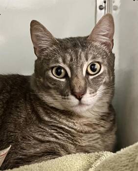 Domestic Short Hair Cats Available for Adoption in San Francisco, California - LUNO | PetCurious