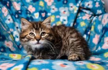 Domestic Medium Hair and Domestic Short Hair Cats Available for Adoption in Yakima, Washington - Sojourn | PetCurious