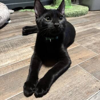 Rescue Domestic Short Hair Cats for Adoption in Dickson, Tennessee - Mr. Green | PetCurious