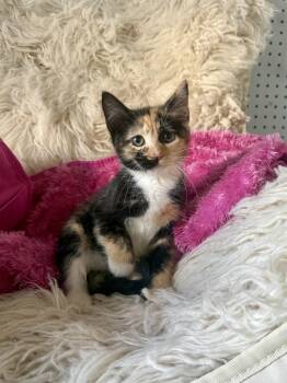 Chai -  Domestic Medium Hair Cat for Adoption in Jefferson, Louisiana - Chai | PetCurious