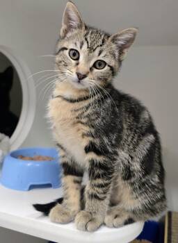 Domestic Short Hair Cats Available for Adoption - 6-105 Janet | PetCurious