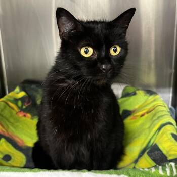 Allie -  Domestic Short Hair Cat for Adoption in Warrensburg, Missouri - Allie | PetCurious