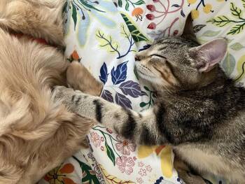 Shire -  Domestic Short Hair Cat for Adoption in Broomall, Pennsylvania - Shire | PetCurious