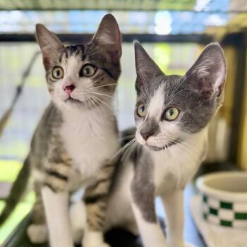 Pip & Pony -  Tabby and Domestic Short Hair Cat for Adoption in Homestead, Florida - Pip & Pony | PetCurious