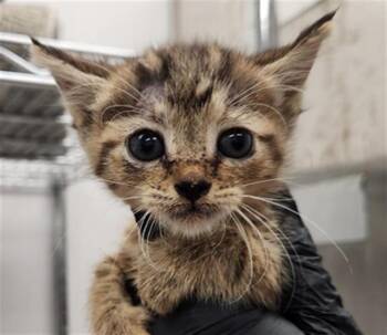 FAITH -  Domestic Short Hair Cat for Adoption in Fort Lauderdale, Florida - FAITH | PetCurious