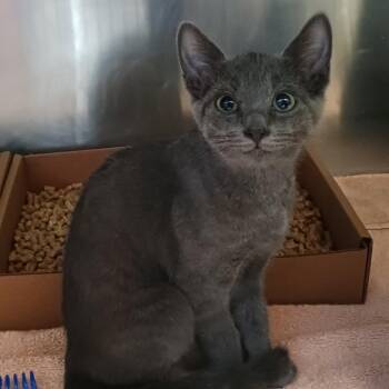 Rowan -  Domestic Short Hair Cat for Adoption in Nashville, Tennessee - Rowan | PetCurious