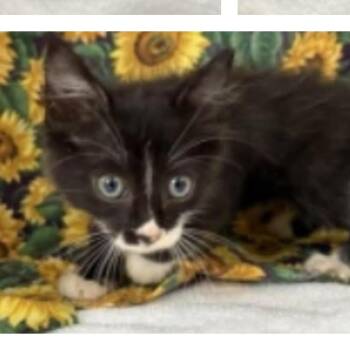 Zany -  Domestic Short Hair Cat for Adoption in Tampa, Florida - Zany | PetCurious