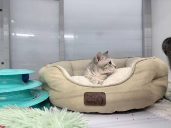 Gir -  Domestic Short Hair Cat for Adoption in Raleigh, North Carolina - Gir | PetCurious