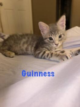 Guinness -  Domestic Short Hair and Tabby Cat Available for Adoption in Ruskin, Florida - Guinness | PetCurious