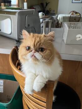 Rescue Persian Cats for Adoption in Lancaster, Pennsylvania - Cindy Lou | PetCurious