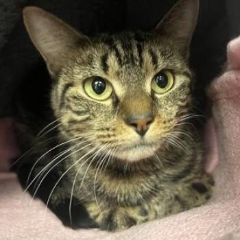 Jassy -  Domestic Short Hair Cat for Adoption in Worcester, Massachusetts - Jassy | PetCurious