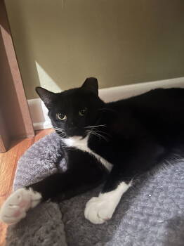 Rescue Domestic Short Hair Cats for Adoption in Denver, Colorado - Genesis | PetCurious