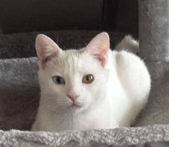 American Shorthair Cats Available for Adoption in Scottsdale, Arizona - Jack | PetCurious