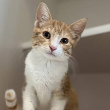 Clementine -  Domestic Short Hair Cat for Adoption in Matteson, Illinois - Clementine | PetCurious