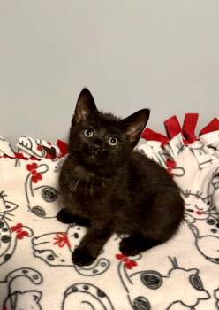 Domestic Short Hair Cats Available for Adoption in Franklin, Ohio - Connor | PetCurious