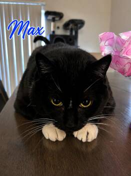 Max -  Tuxedo Cat for Adoption in Seal Beach, California - Max | PetCurious