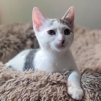 Pixy -  Domestic Short Hair Cat for Adoption in Plainfield, Illinois - Pixy | PetCurious