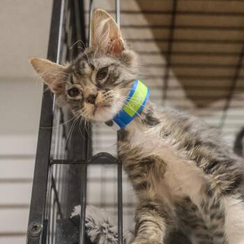 Pirate -  Domestic Short Hair Cat for Adoption in Pawling, New York - Pirate | PetCurious
