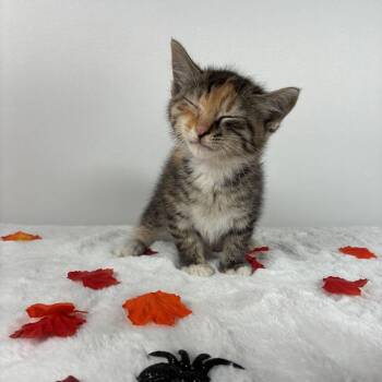 Lily -  Domestic Medium Hair Cat for Adoption in Johnson City, Tennessee - Lily | PetCurious