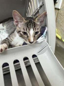Zelda -  Domestic Short Hair Cat for Adoption in Honolulu, Hawaii - Zelda | PetCurious