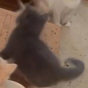 Domestic Short Hair Cats Available for Adoption in Las Vegas, Nevada - Pepe | PetCurious