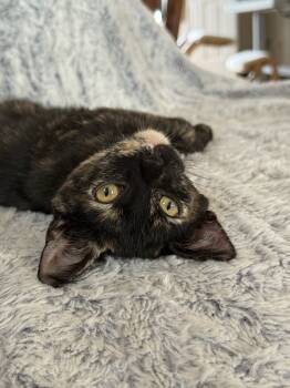 Rescue Domestic Short Hair Cats for Adoption in Dayton, Ohio - Din | PetCurious