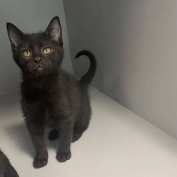 Berry -  Domestic Short Hair Cat for Adoption in Nevada, Missouri - Berry | PetCurious