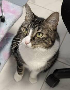Precious -  Domestic Short Hair Cat for Adoption in Venice, Florida - Precious | PetCurious