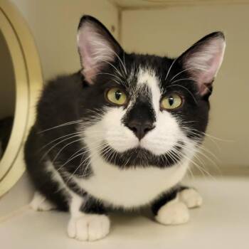 Domestic Short Hair Cats Available for Adoption in Columbia, Missouri - Rory Williams | PetCurious