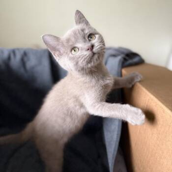 Wooly -  Domestic Short Hair Cat for Adoption in Carmel, Indiana - Wooly | PetCurious