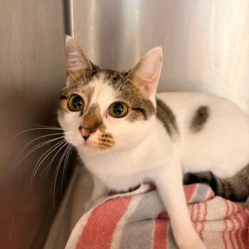 Domestic Short Hair Cats Available for Adoption - Louise | PetCurious