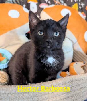 Hector Barbossa -  Domestic Short Hair Cat for Adoption in Seven Valleys, Pennsylvania - Hector Barbossa | PetCurious