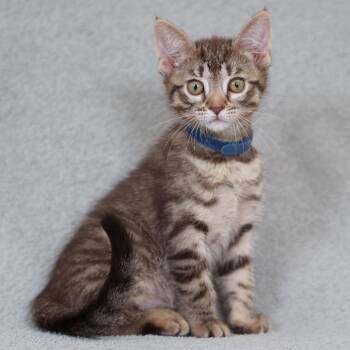 Domestic Short Hair Cats Available for Adoption in Sunnyvale, California - Cadbury (blue) | PetCurious