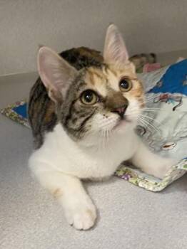 -Mitsu -  Torbie and Domestic Short Hair Cat for Adoption in Red Bluff, California - -Mitsu | PetCurious