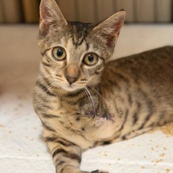 Baby Jane -  Domestic Short Hair Cat for Adoption - Baby Jane | PetCurious