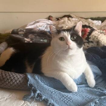 Margot -  Domestic Short Hair Cat for Adoption in Dickson, Tennessee - Margot | PetCurious