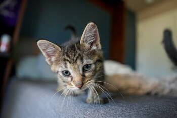 MIDGE -  Domestic Medium Hair Cat for Adoption in Aurora, Colorado - MIDGE | PetCurious