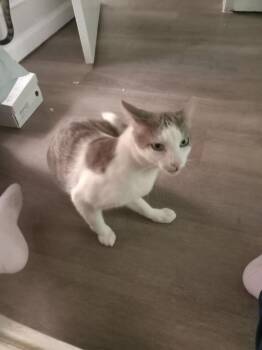Butters -  Domestic Short Hair Cat for Adoption in The Woodlands, Texas - Butters | PetCurious