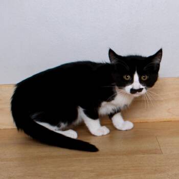 Domestic Medium Hair Cats Available for Adoption in Minnetonka, Minnesota - Chrissy C69615 | PetCurious