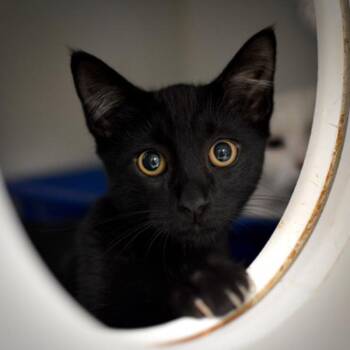 Legend (mcas) -  Domestic Short Hair Cat for Adoption in Troutdale, Oregon - Legend (mcas) | PetCurious