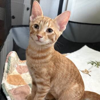 Chloe - City of Industry Location -  Domestic Short Hair Cat for Adoption in Chino Hills, California - Chloe - City Of Industry Location | PetCurious