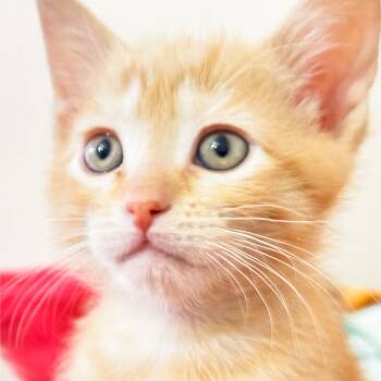 Samwise [and Frodo] -  Domestic Short Hair Cat for Adoption in Santa Fe, New Mexico - Samwise [and Frodo] | PetCurious